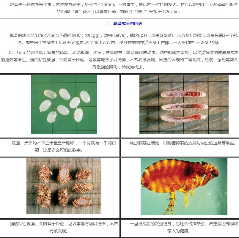 跳蚤的習性及防治